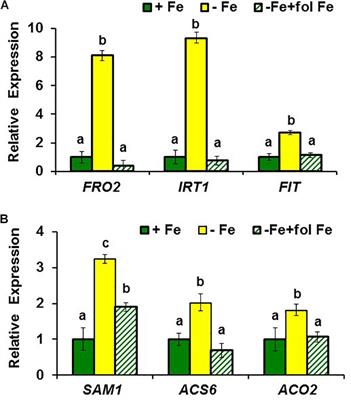 A Shoot Fe Signaling Pathway Requiring the OPT3 Transporter Controls GSNO Reductase and Ethylene in Arabidopsis thaliana Roots